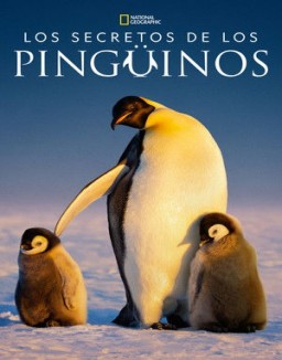 Los secretos de los pingüinos ver series